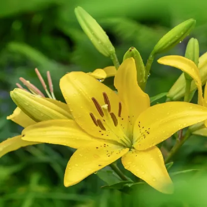 Ľalia Yellow Planet - Lilium lancifolium - predaj cibuľovín - 1 ks