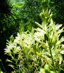 Ladoník biely - Camassia alba - predaj cibuľovín - 2 ks