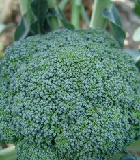Brokolica Limba - Brassica oleracea L. - predaj semien brokolice - 50 ks