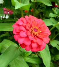 Cínia pôvabná červená - Zinnia elegans - predaj semien - 50 ks