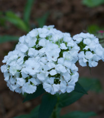 Klinček bradatý Sweet William - Dianthus barbatus - predaj semien - 150 ks