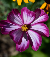 Krasuľka perovitá Fizzy Rose - Cosmos bipinnatus - predaj semien - 80 ks