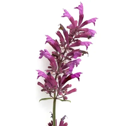 Agastache vresová kráľovná - Agastache cana - predaj semien - 30 ks