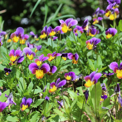 Fialka rohatá Sorbet Antique shades - Viola cornuta - predaj semien - 20 ks