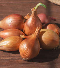 Cibuľa sadzačka ozimná Shakespeare - Allium cepa - predaj cibule - 250 g