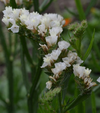 Limonka chobotnatá biela - Limonium sinuatum - predaj semien - 30 ks