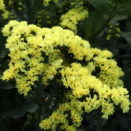 Limonka chobotnatá žltá - Limonium sinuatum - predaj semien - 30 ks