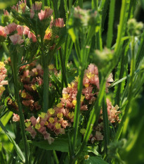 Limonka chobotnatá apricot - Limonium sinuatum - predaj semien - 30 ks