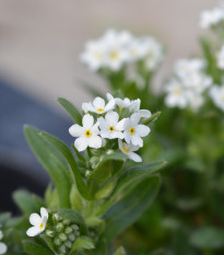 Nezábudka lesná Snowsylva - Myosotis sylvatica - predaj semien - 60 ks