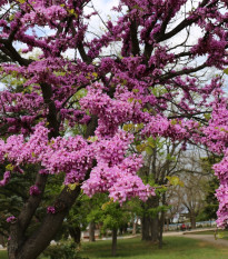 Judášovec strukový - Cercis siliquastrum - predaj semien - 6 ks