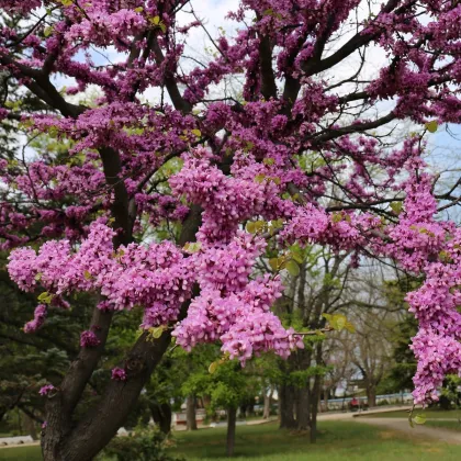 Judášovec strukový - Cercis siliquastrum - predaj semien - 6 ks