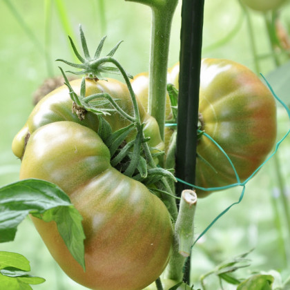 BIO Paradajka Ananás Noire - Solanum lycopersicum - predaj bio semien - 6 ks