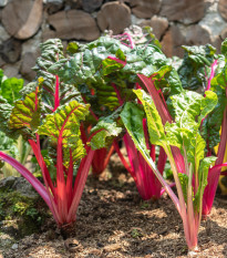 Mangold stopkatý ružový - Beta vulgaris - semiačka - 75 ks