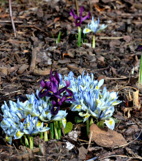 Zmes nízkych kosatcov - Iris reticulata - predaj cibuľovín - 5 ks