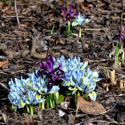 Zmes nízkych kosatcov - Iris reticulata - predaj cibuľovín - 5 ks