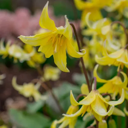 Kandík - Erythronium pagoda - predaj cibuľovín - 3 ks