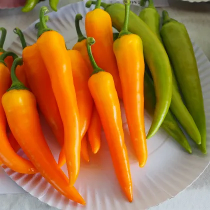 Paprika kozí/baraní roh Harvey - Casicum Annuum - semienka - 40 ks