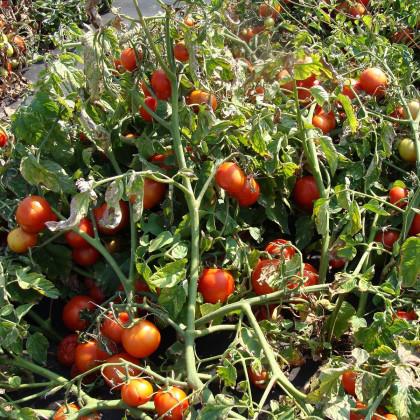 Paradajka Dalimil - kríčková paradajka - Solanum lycopersicum - predaj semien rajčiaka - 0,1 g