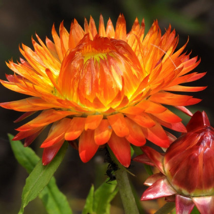 Slamiha listenatá oranžová - Helichrysum bracteatum - predaj semien - 500 ks