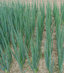 Cibuľa zimná Entita - Allium fistulosum L. - semená cibule - 0,4 g