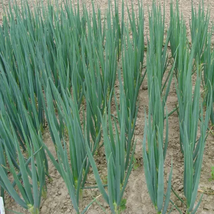 Cibuľa zimná Entita - Allium fistulosum L. - semená cibule - 0,4 g