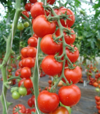 Paradajka kolíková koktejlová Spencer - Solanum lycopersicum. - Semená rajčiaka - 20 ks