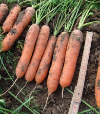 Mrkva raná Marion F1 - Daucus carota - semienka - 900 ks