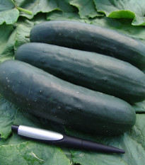 Uhorka F1 Jogger - šalátová - Cucumis sativus - 12 ks