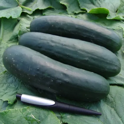 Uhorka F1 Jogger - šalátová - Cucumis sativus - 12 ks