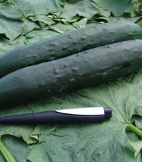 Uhorka F1 Aikon - Cucumis sativus - semiačka - 10 ks