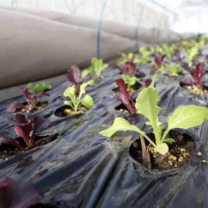 Šalát na balkón - Baby leaf - Lactuca sativa - semiačka - 100 ks