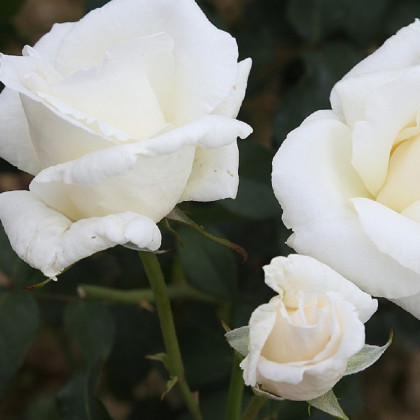 Ruža kríková veľkokvetá Mount Shasta - Rosa - predaj voľnokorenných sadeníc ruží - 1 ks