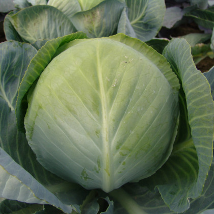 Kapusta Aros F1 - hlávková biela neskorá - Brassica oleracea - predaj semien kapusty - 180 ks