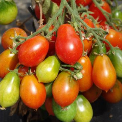 Paradajka kolíková Radana - Solanum lycopersicum - Semená rajčiaka - 15 ks