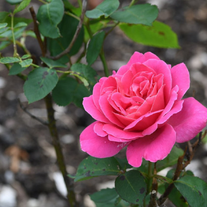 Ruža kríková mnohokvetá Pink Peace - predaj voľnokorenných sadeníc ruží - 1 ks
