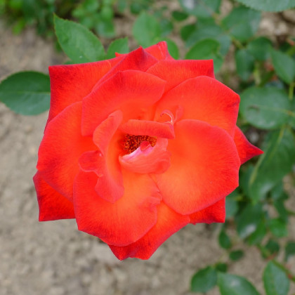Ruža veľkokvetá červená Lidka - predaj voľnokorenných sadeníc ruží - 1 ks