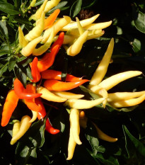 Paprika Poupila - Capsicum annuum - semienka - 50 ks