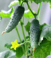 Uhorka nakladačka - Hokus - Cucumis sativus - semiačka - 15 ks