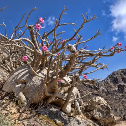 Púštna ruža - Adenium obesum - predaj semien - 5 ks