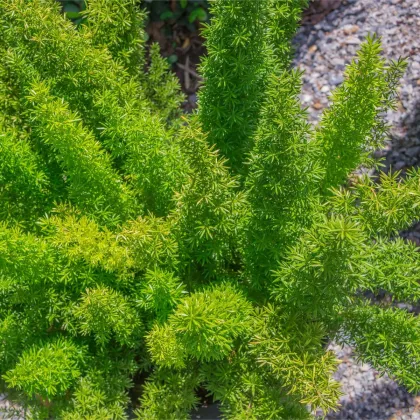 Sprengerova špargľa - Asparagus aethiopicus - predaj semien - 12 ks