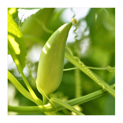 Gigantická ačokča - Cyclanthera pedata - predaj semien - 5 ks