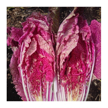 Kapusta peginská Scarvita F1 - Brassica pekinensis - predaj semien kapusty - 10 ks