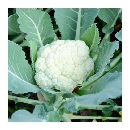 Bio Karfiol Neckarperle - Brassica oleracea - predaj bio semien - 20 ks