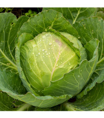 Bio Kapusta biela Marner Lagerweiß - Brassica oleracea - predaj BIO semien - 25 ks