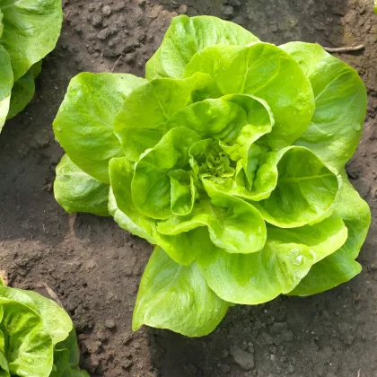 Šalát hlávkový letný Dětenická atrakcia - Lactuca sativa - predaj semien šalátu - 300 ks