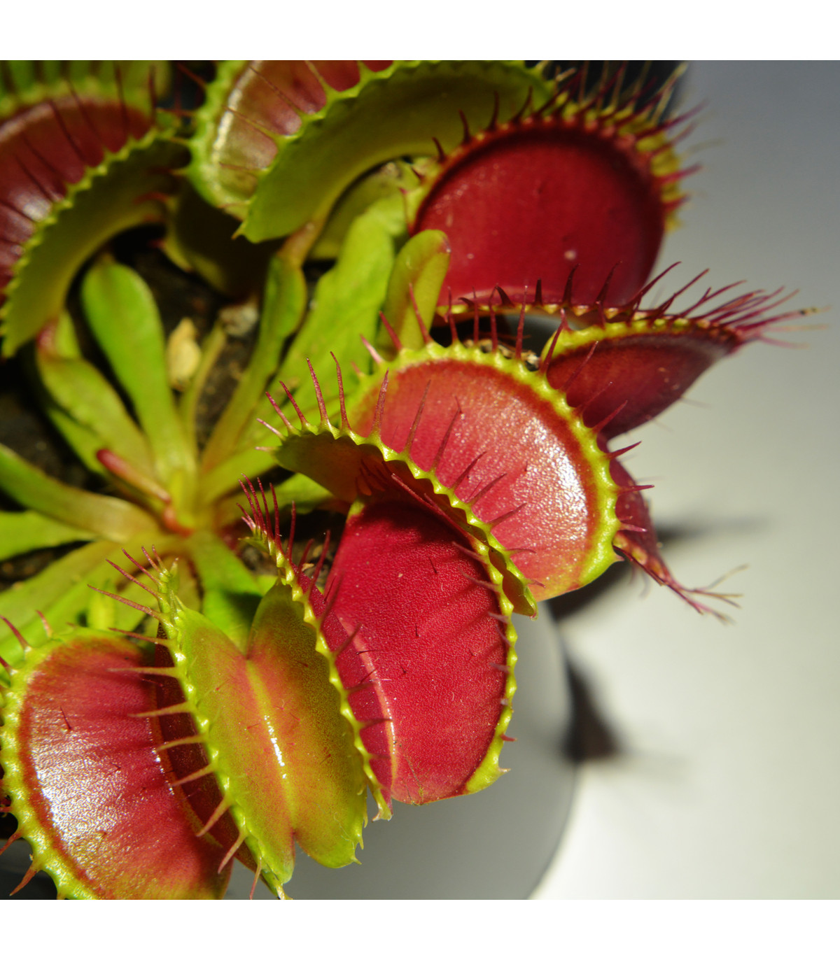 Mucholapka červená Redline - Dionaea - semiačka - 10 ks