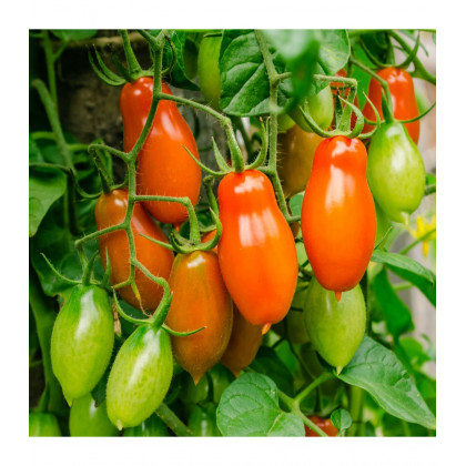 Paradajka Eduardo F1 - Solanum lycopersicum - predaj semien - 6 ks