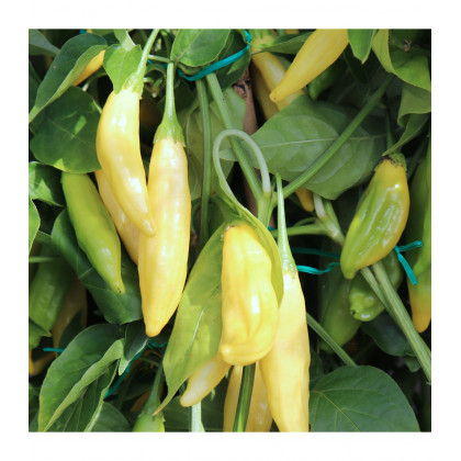 BIO Chilli Lemon Drop - Capsicum baccatum - predaj bio semien - 7 ks