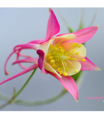 Semienka orlíčka – Orlíček veľkokvetý Coral – Aquilegia caerulea