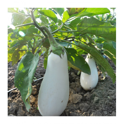 Baklažán Jewel Jade - Solanum melongena - predaj semien - 10 ks
